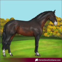 Horse Color:Brown Sabino