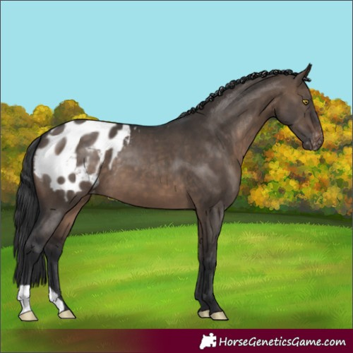 Horse Color:Brown Dun Blanket