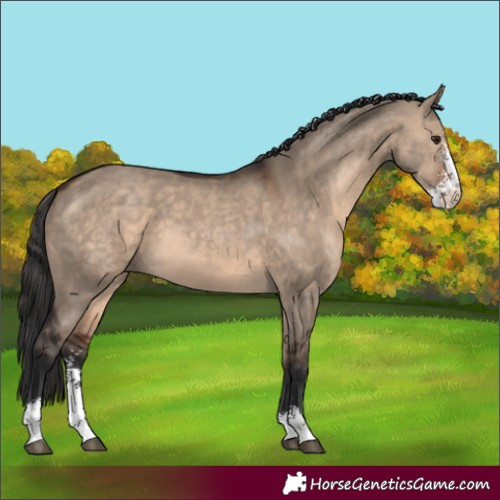 Horse Color:Brown Dun Sabino 
