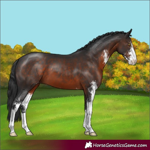 Horse Color:Brown Sabino