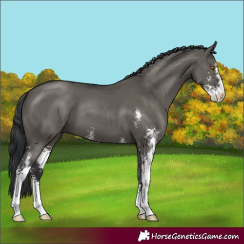 Horse Color:Grullo Sabino