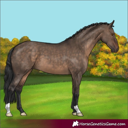 Horse Color:Brown Dun 