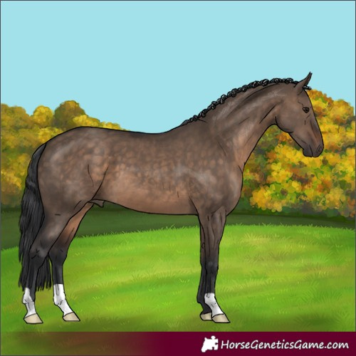 Horse Color:Brown Dun 