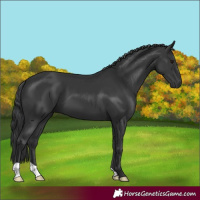 Horse Color:Black 