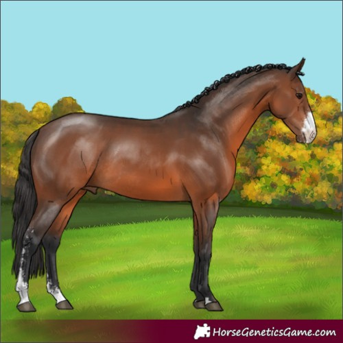 Horse Color:Brown Sabino Rabicano