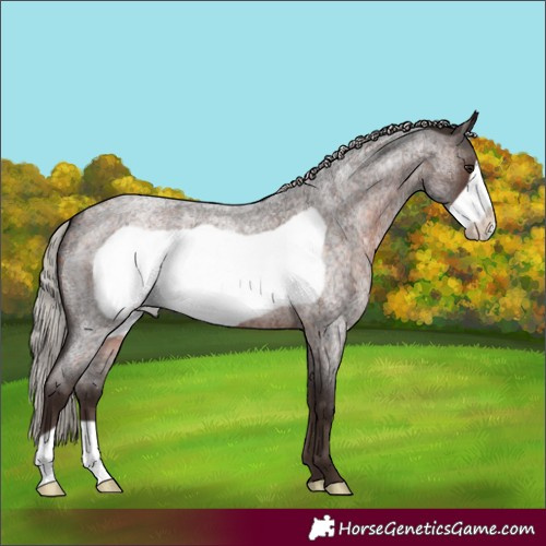 Horse Color:Silver Brown Roan Frame 