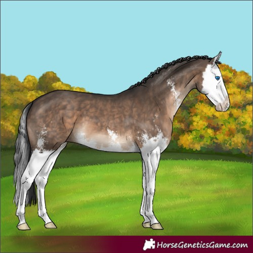 Horse Color:Brown Dun Sabino Splash
