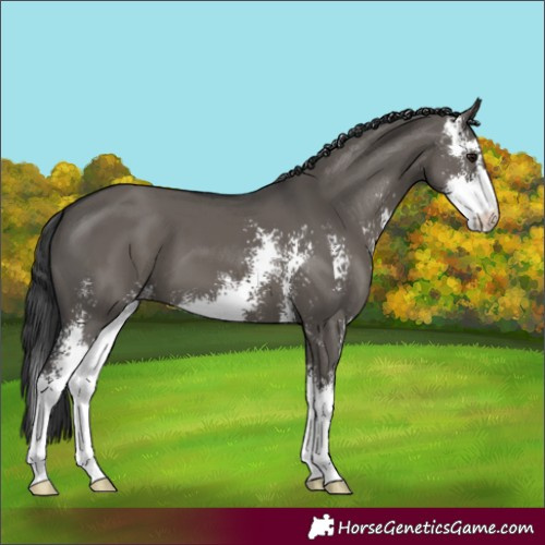 Horse Color:Grullo Sabino 