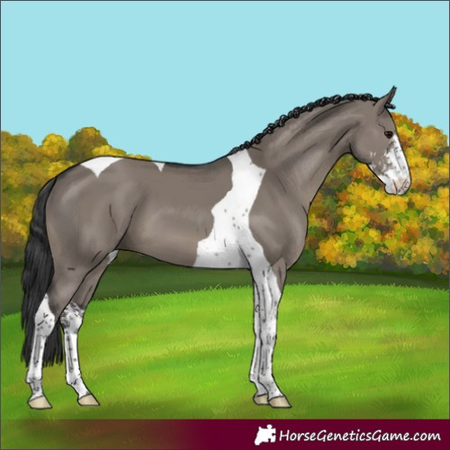 Horse Color:Grullo Sabino Tobiano