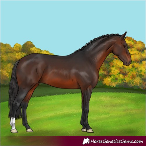 Horse Color:Brown 