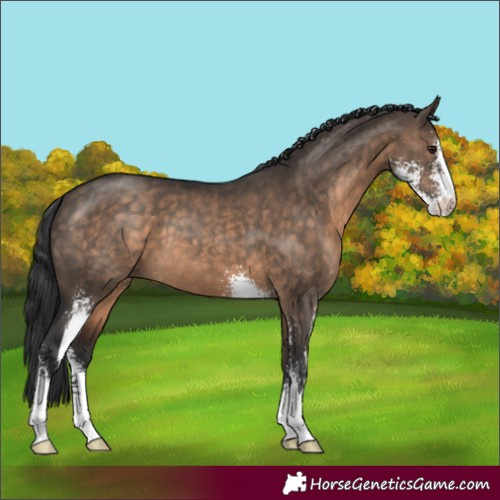 Horse Color:Brown Dun Sabino