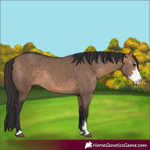 Horse Color:Bay Dun Sabino