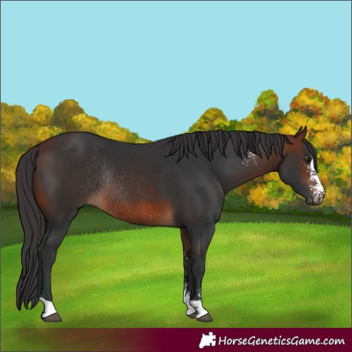 Horse Color:Brown Sabino Rabicano