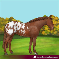 Horse Color:Chestnut Appaloosa 