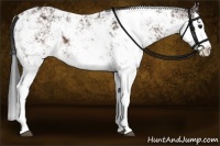 Horse Color:Bay Sabino Splash 
