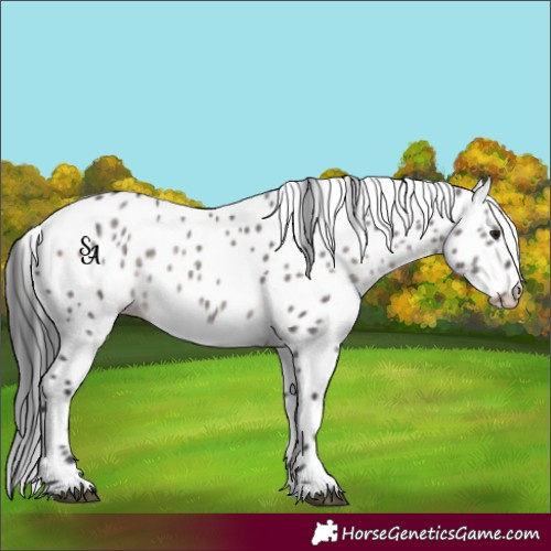 Horse Color:Platinum Brown Dun Appaloosa 