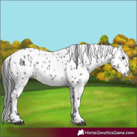 Horse Color:Platinum Brown Dun Appaloosa