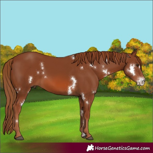 Horse Color:White Spotted Chestnut Sabino Rabicano