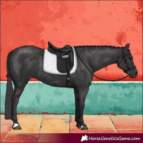 Horse Color:Smoky Black Rabicano 