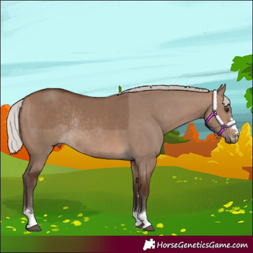 Horse Color:Silver Brown Dun Rabicano 