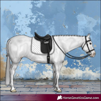 Horse Color:Brown Sabino 