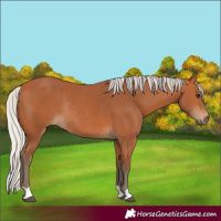 Horse Color:Silver Bay Rabicano 