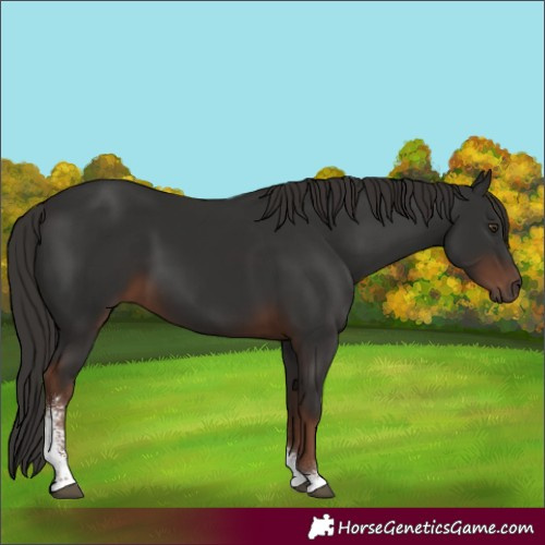 Horse Color:Liver Chestnut Sabino 