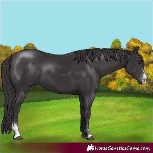 Horse Color:Smoky Black Sabino 