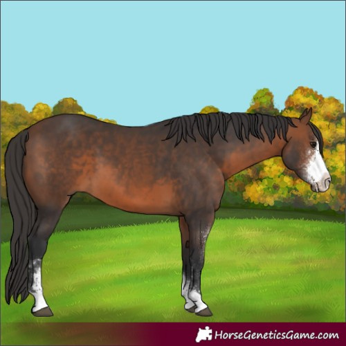 Horse Color:Brown Sabino