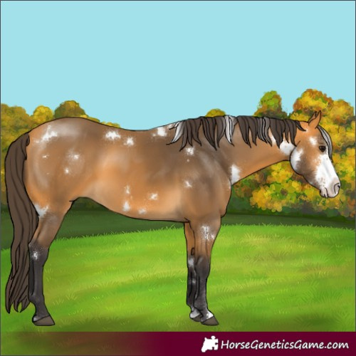 Horse Color:White Spotted Buckskin Sabino