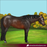 Horse Color:Gray Bay 