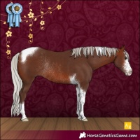 Horse Color:Silver Brown Sabino Tobiano Rabicano