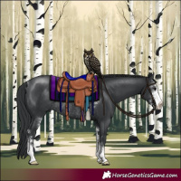 Horse Color:Black Sabino Rabicano