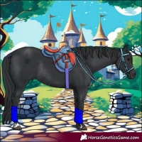 Horse Color:Black Rabicano