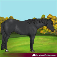 Horse Color:Black Rabicano