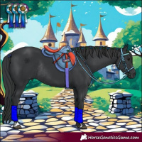 Horse Color:Black Rabicano