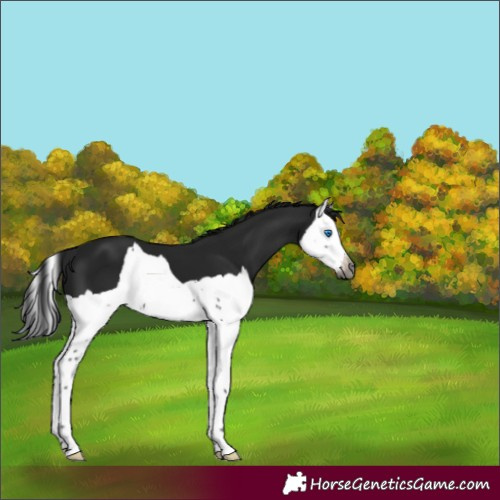 Horse Color:Gray Black Splash