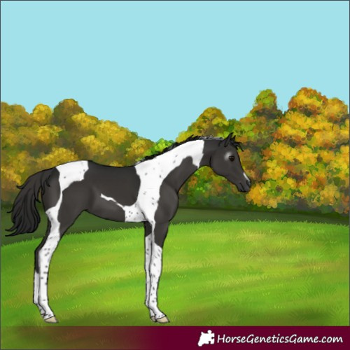 Horse Color:Gray Smoky Black Tobiano 