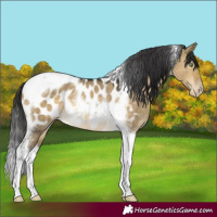Horse Color:Buckskin Dun Tobiano Appaloosa