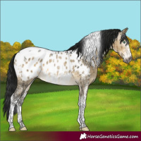 Horse Color:Gray Buckskin Dun Mushroom Sabino Tobiano Appaloosa Brindle 