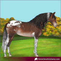 Horse Color:Brown Mushroom Tobiano Appaloosa 