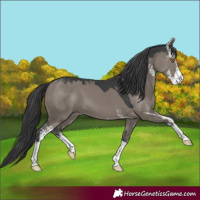Horse Color:Grullo Sabino