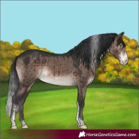 Horse Color:Brown Dun Mushroom Sabino Tobiano Appaloosa Brindle