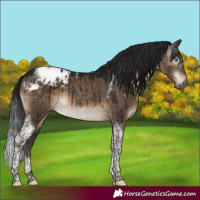 Horse Color:Gray Brown Dun Mushroom Tobiano Appaloosa Brindle