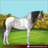 Horse Color:Brown Roan Mushroom Tobiano Appaloosa