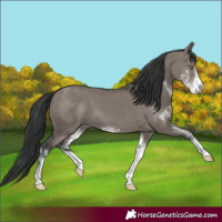 Horse Color:Grullo Sabino 