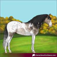 Horse Color:Brown Dun Tobiano Appaloosa Rabicano Brindle