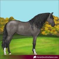 Horse Color:Grullo 
