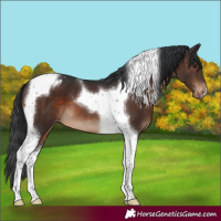 Horse Color:Brown Tobiano Appaloosa 