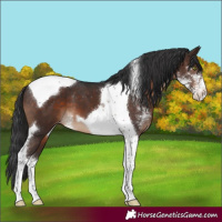 Horse Color:Brown Sabino Tobiano Appaloosa 